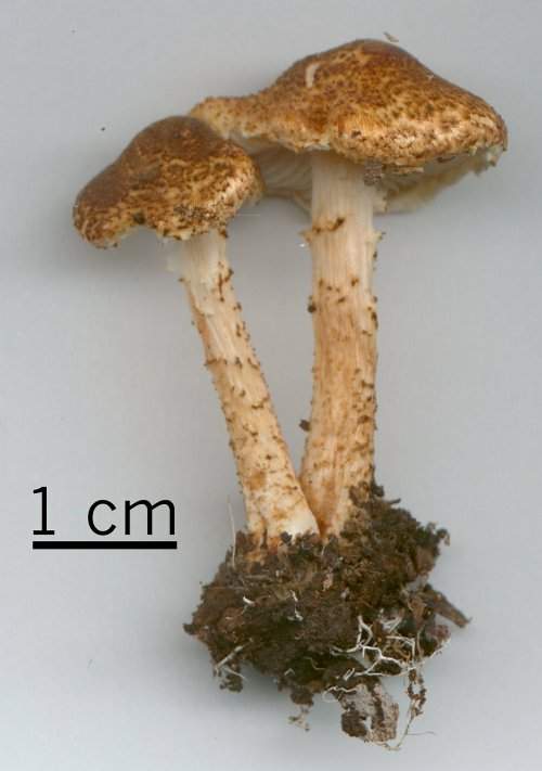 Lepiota castanea